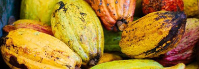 Criollo Cacao: The Best in the World?